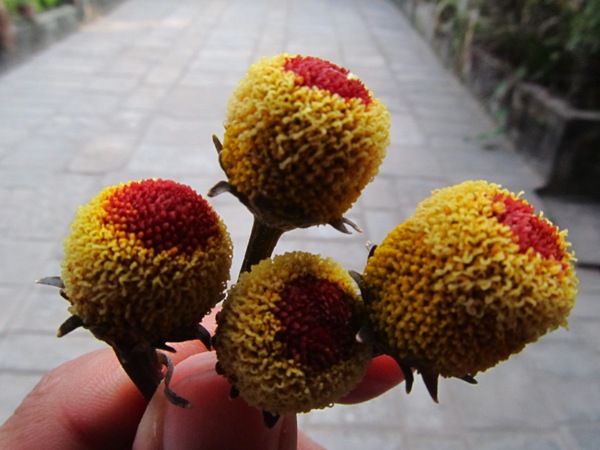 Szechuan Button (Gorakhpaan/Marethi) and a Recipe