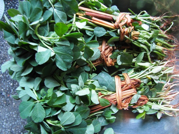 fenugreek leaves