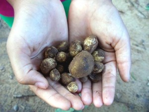 phutki mushroom