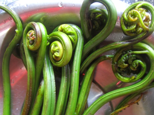 Niuro ko Tarkari (Sauteed Fiddlehead Fern)