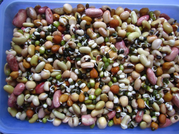 sprouted kwaati beans
