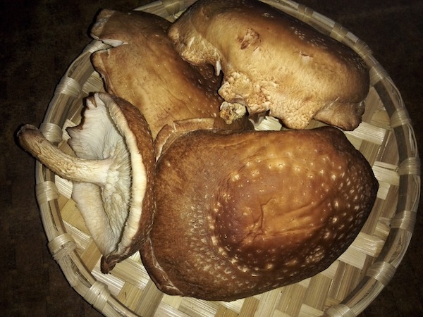 Shiitake mushroom