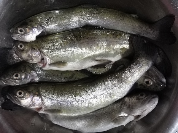 Rainbow trout