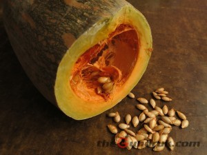 pumpkin and seed