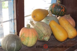 pumpkin varieties mustang