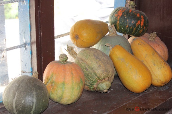 pumpkin varieties mustang