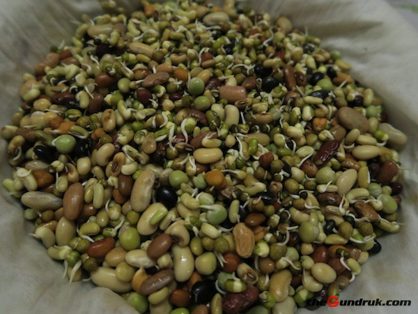 kwaati sprout