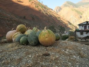 pumpkin in Dolpo