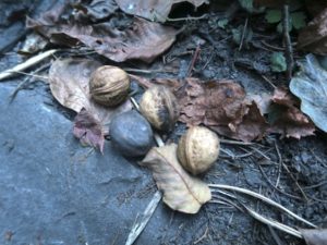 wild walnut in Dolpo forest