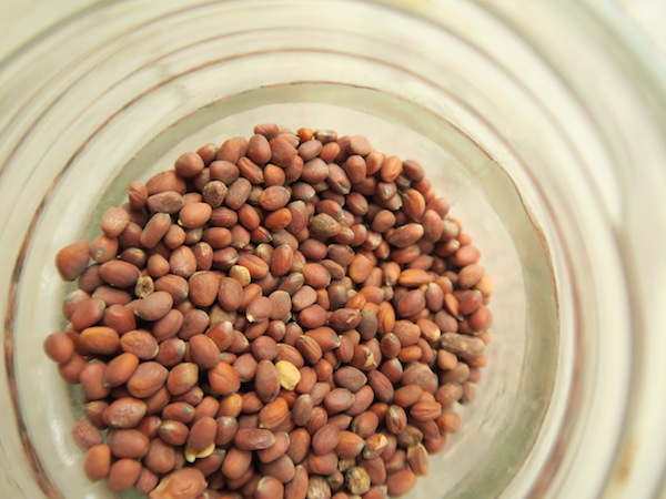 mula ko biu edible oily seeds