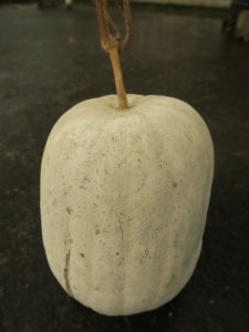 ash gourd, wax gourd