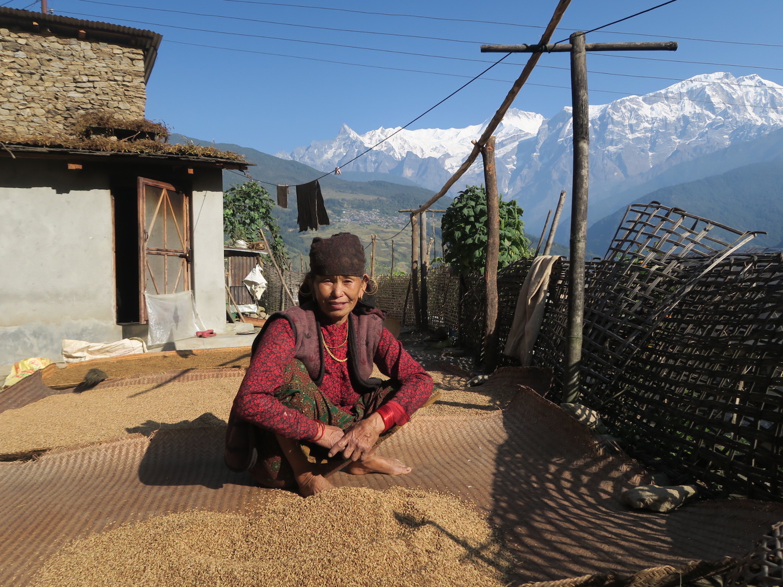 sun-drying grains